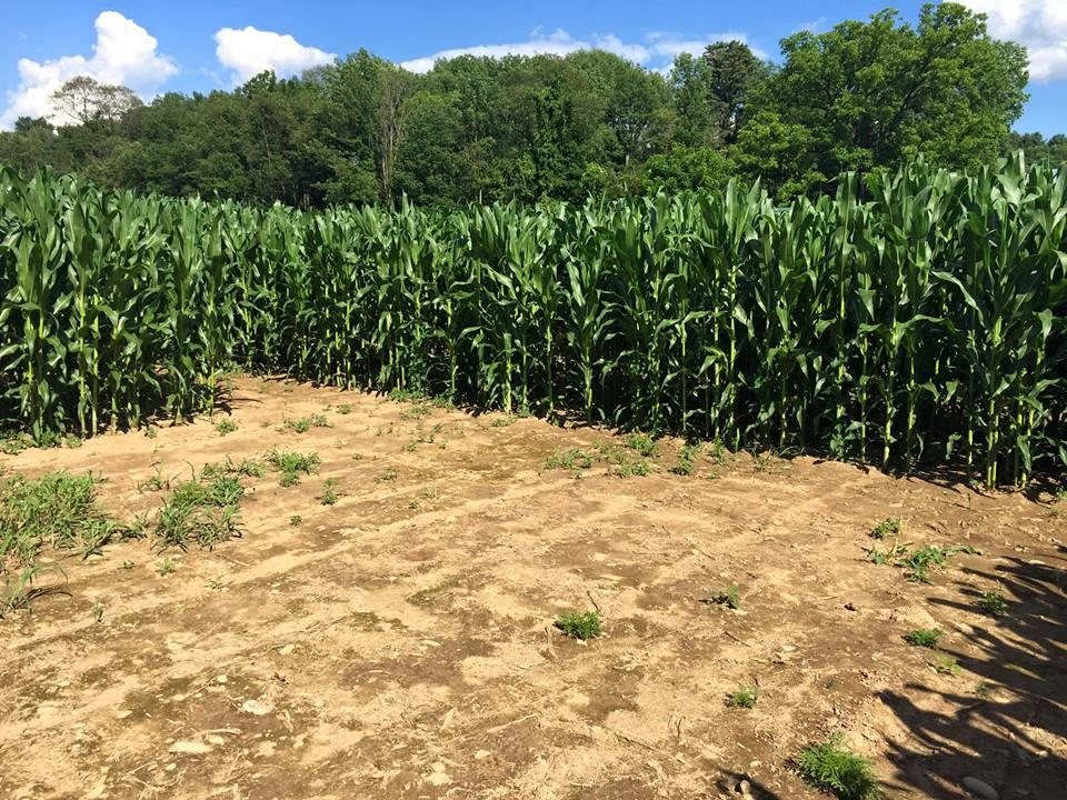 Pumpkin Patch Saylorsburg Pa