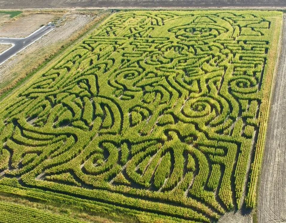 How to Use a Corn Maze to Market a Farm How to Use a Corn Maze to Market a Farm