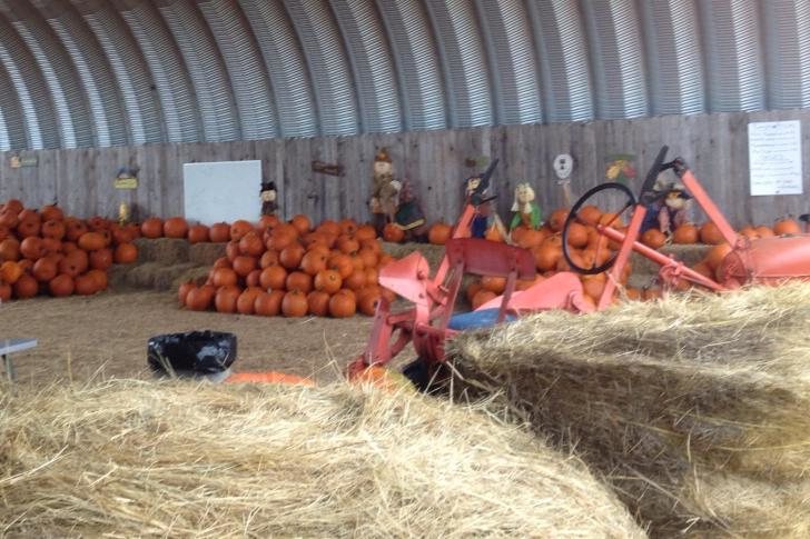 Elgin Christmas Tree Farm Pumpkin Festival - Elgin, TX October Fun: October Fun features lots of fun activities for the cost of admission. Admission includes Hyride, Animals to Visit, Mazes, Rubber Duck Races, ... - Elgin Christmas Tree Farm Pumpkin Festival - Elgin, TX