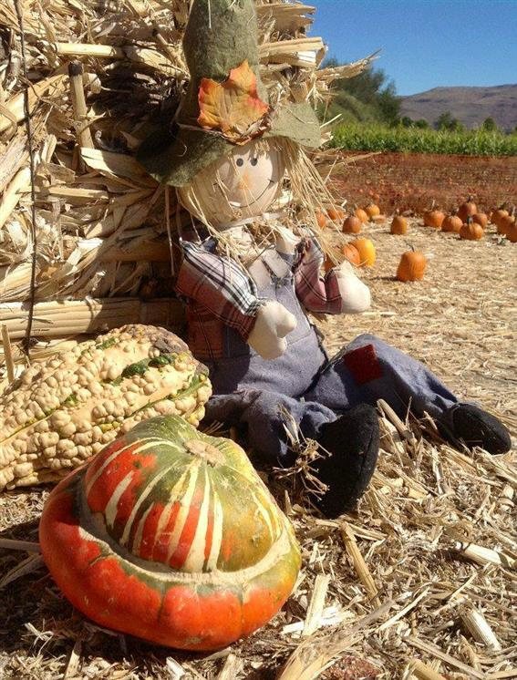 Ferrari farms pumpkin patch Ferrari farms pumpkin patch