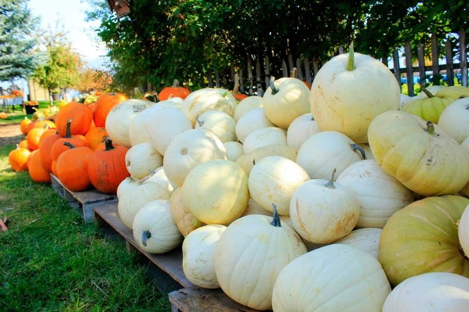 Sweet Pickins Pumpkin Patch Kalispell Mt