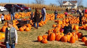 Photo by TryJimmy, via Pixabay | https://pixabay.com/en/pumpkin-pumpkin-patch-people-995416/