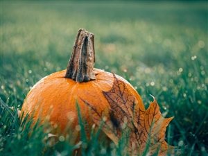Photo by Unsplash, via Pixabay | https://pixabay.com/en/pumpkin-leaf-autumn-meadow-grass-1030817/