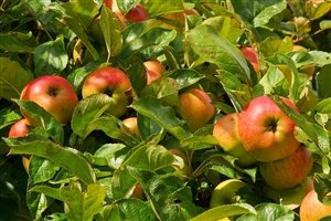 Photo by Kapa65, via Pixabay | https://pixabay.com/en/apple-tree-apple-fruit-tree-fruits-1610345/
