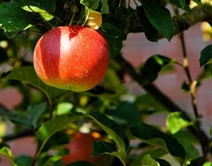 Photo by Kapa65, via Pixabay | https://pixabay.com/en/apple-tree-branch-apple-fruit-429213/