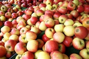 Photo by Teetasse, via Pixabay | https://pixabay.com/en/apple-fruit-ripe-healthy-bless-you-246896/